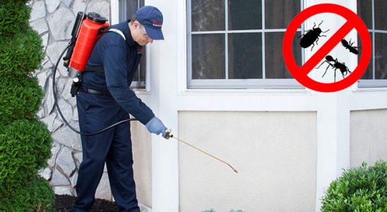 Alaçatı Uçan Haşere İlaçlama böcek ilaçlama ve haşere kontrolü — ilaclama-tr.com